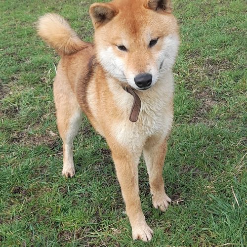 Shiba inu lof et confirmé pour saillie #1
