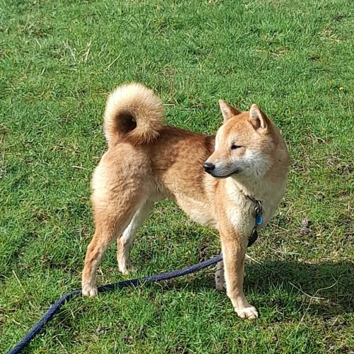 Shiba inu lof et confirmé pour saillie #3