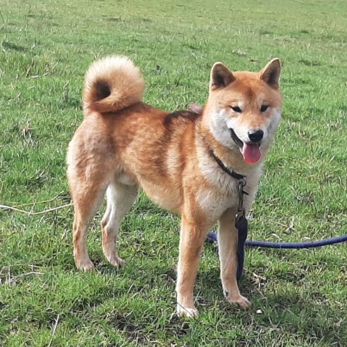Shiba inu lof et confirmé pour saillie
