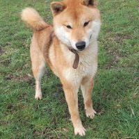 Shiba inu lof et confirmé pour saillie #1