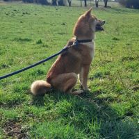 Shiba inu lof et confirmé pour saillie #2