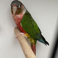 Conures pyrrhuras