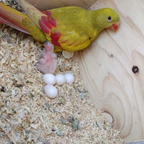 Femelle melanure mutation jaune