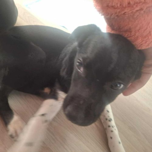 Adelle – chiotte à l’adoption #1