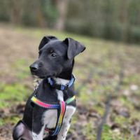 Adelle – chiotte à l’adoption