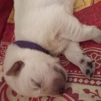 3 princesses cherchent leur famille en or