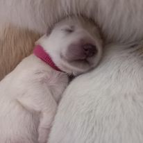 3 princesses cherchent leur famille en or #2