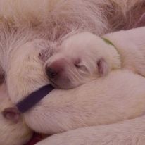 3 princesses cherchent leur famille en or #4