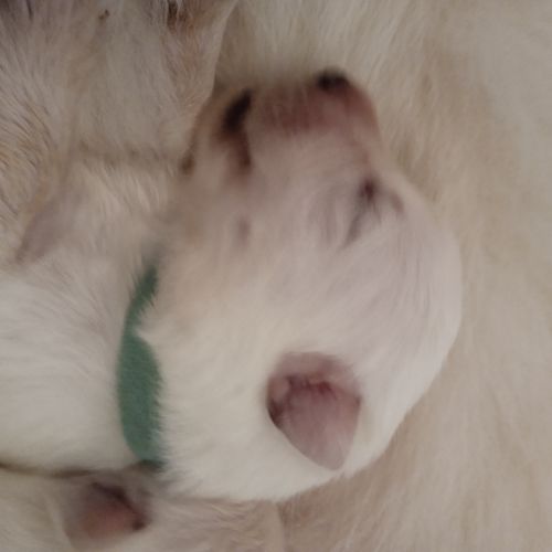 3 princesses cherchent leur famille en or #5