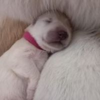 3 princesses cherchent leur famille en or #2