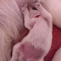 3 princesses cherchent leur famille en or #3