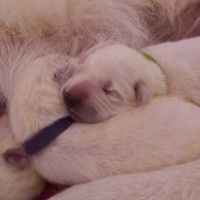 3 princesses cherchent leur famille en or #4