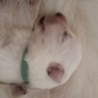 3 princesses cherchent leur famille en or #5