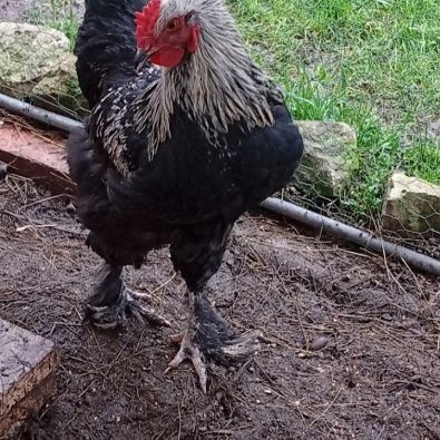Coq brahma