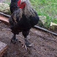 Coq brahma #0