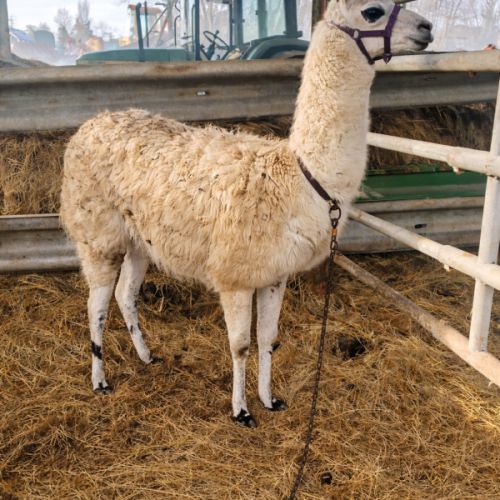 Très beau lama mâle de 9 ans