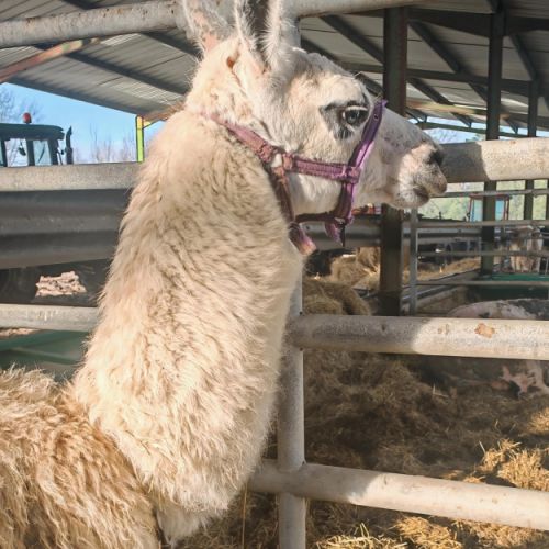 Très beau lama mâle de 9 ans #2