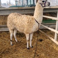 Très beau lama mâle de 9 ans #0