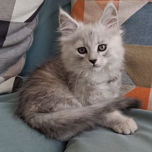 Chaton mâle maine coon loof