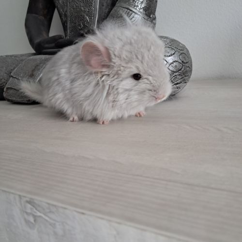 Chinchilla femelle angora #3