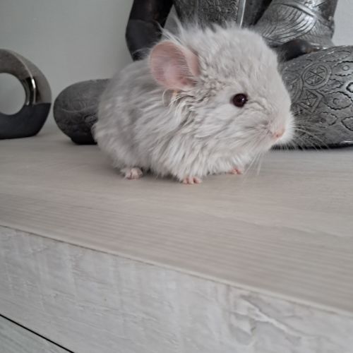 Chinchilla femelle angora #4