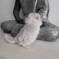Chinchilla femelle angora