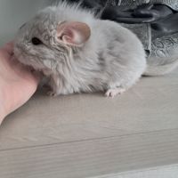 Chinchilla femelle angora #2