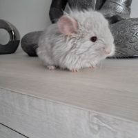 Chinchilla femelle angora #4