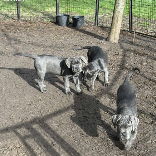 3 femelles cané corso lof de 2 mois dispo de suite