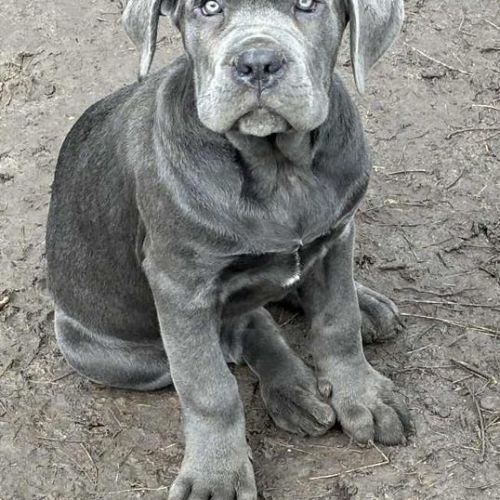 3 femelles cané corso lof de 2 mois dispo de suite #2