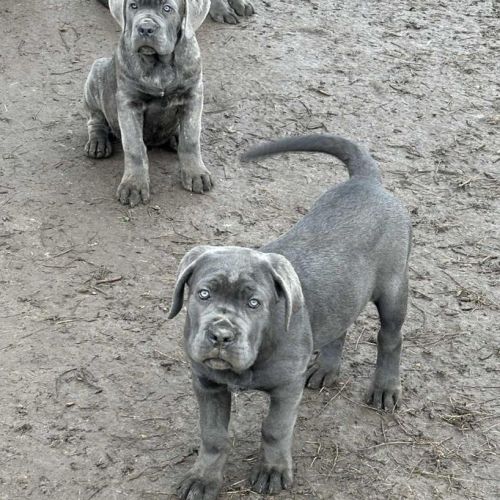 3 femelles cané corso lof de 2 mois dispo de suite #3