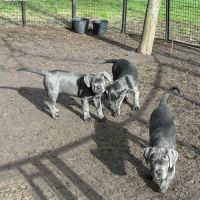 3 femelles cané corso lof de 2 mois dispo de suite #0