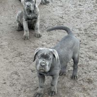 3 femelles cané corso lof de 2 mois dispo de suite #3