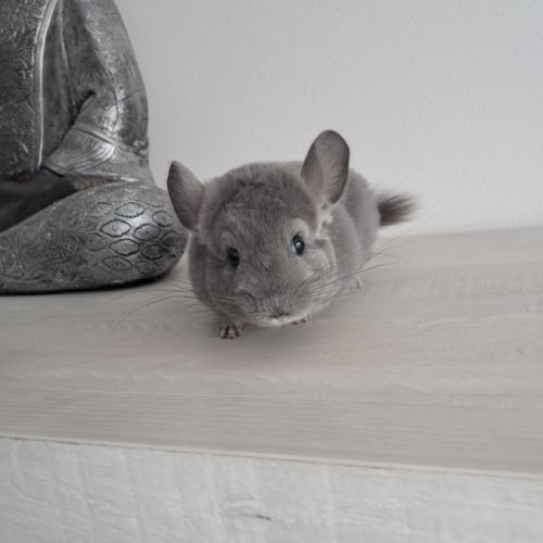 Chinchilla femelle #1