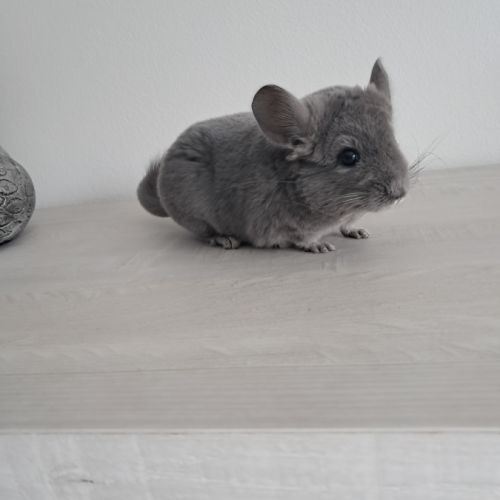 Chinchilla femelle #0