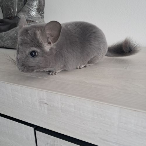 Chinchilla femelle #4