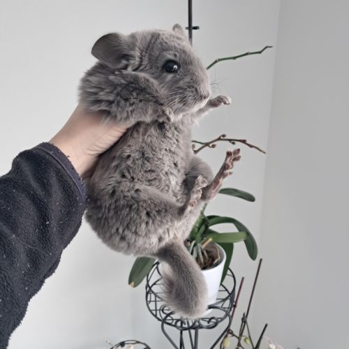 Chinchilla femelle #6