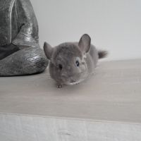 Chinchilla femelle #1
