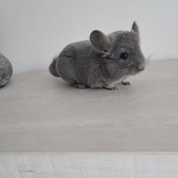 Chinchilla femelle