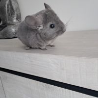 Chinchilla femelle #5