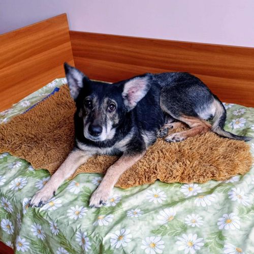 Sasha cherche une famille #1