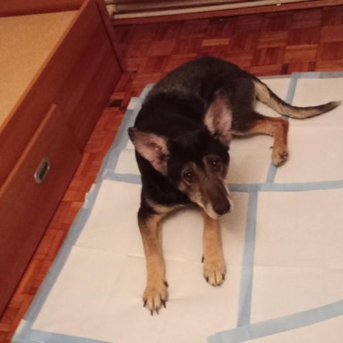 Sasha cherche une famille #4