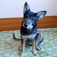 Sasha cherche une famille