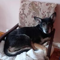 Sasha cherche une famille #3