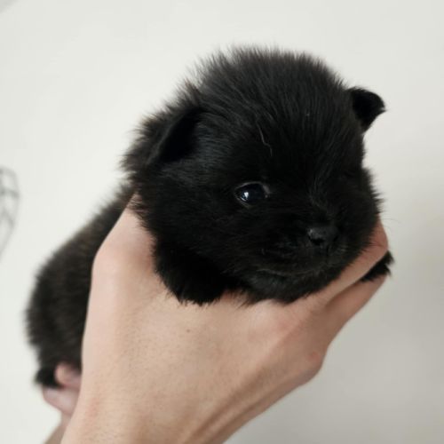 Chiot spitz né le 16/01/2026 #0