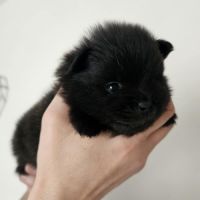 Chiot spitz né le 16/01/2026