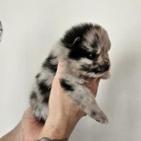 Chiot spitz né le 16/01/2026 #2