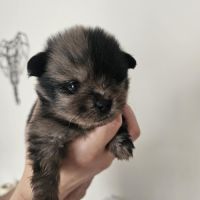 Chiot spitz né le 16/01/2026 #3