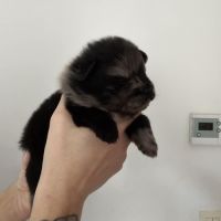 Chiot spitz né le 16/01/2026 #4