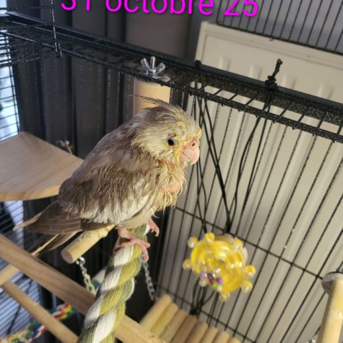 Bébés  calopsittes #1